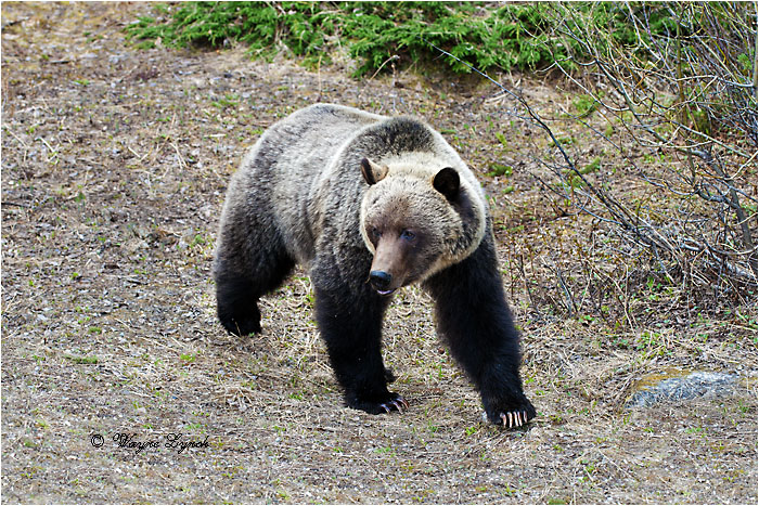Mountain Grizzly Bear 111 by Dr. Wayne Lynch &copy;